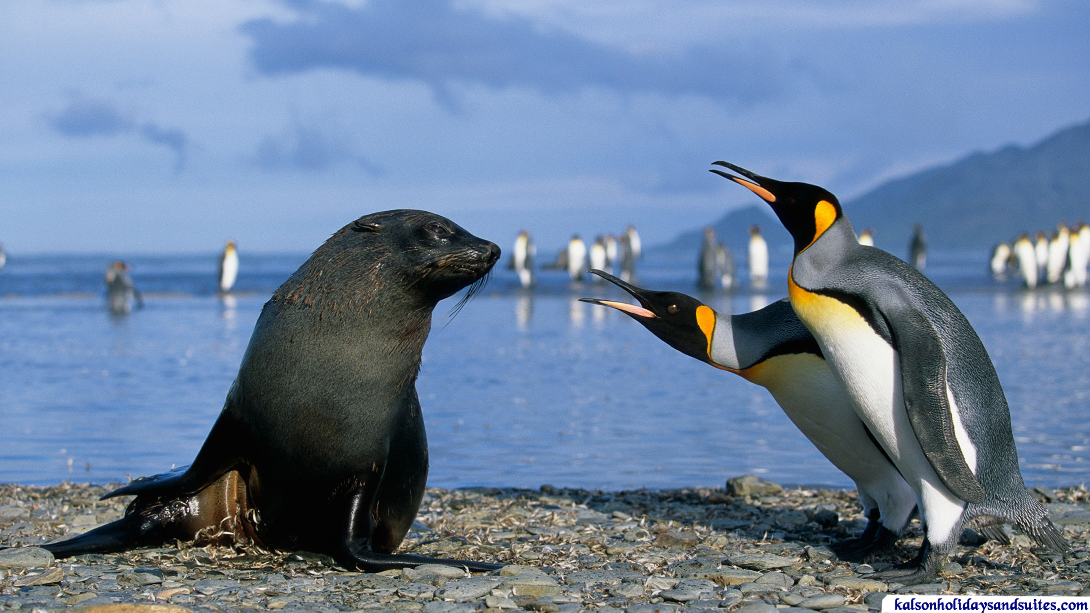 Kalson-two_king_penguins_and_a_seal_antarctica